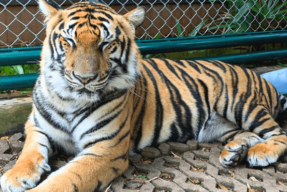 チェンマイ寺院巡り